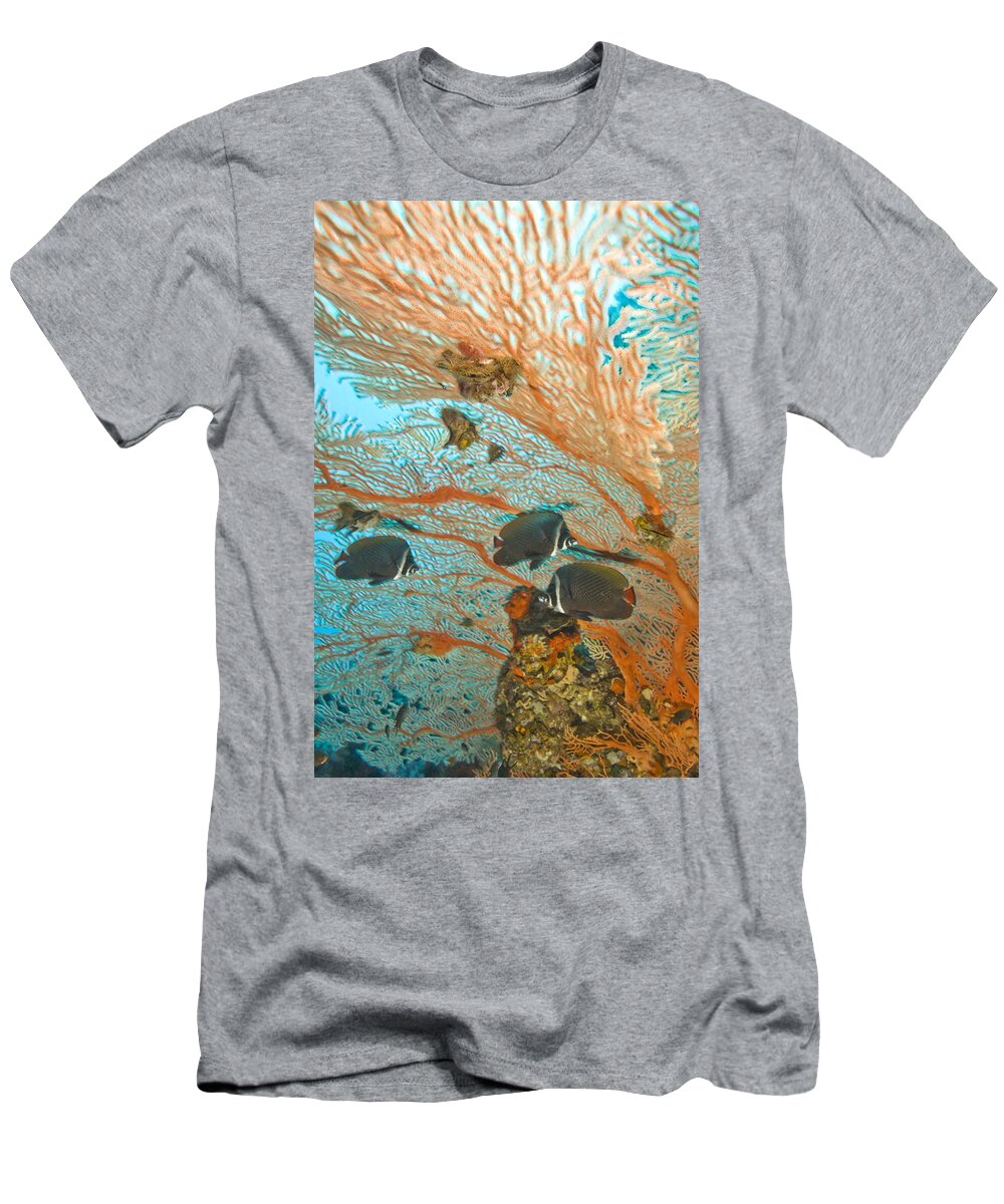 Animal T-Shirt featuring the photograph Collare Butterflyfish #1 by Stuart Westmorland