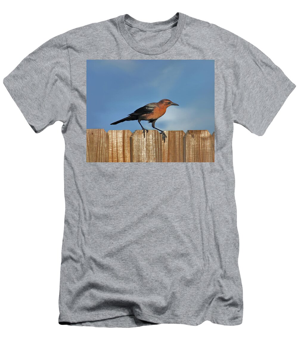 Grackle T-Shirt featuring the photograph 27- Grackle by Joseph Keane