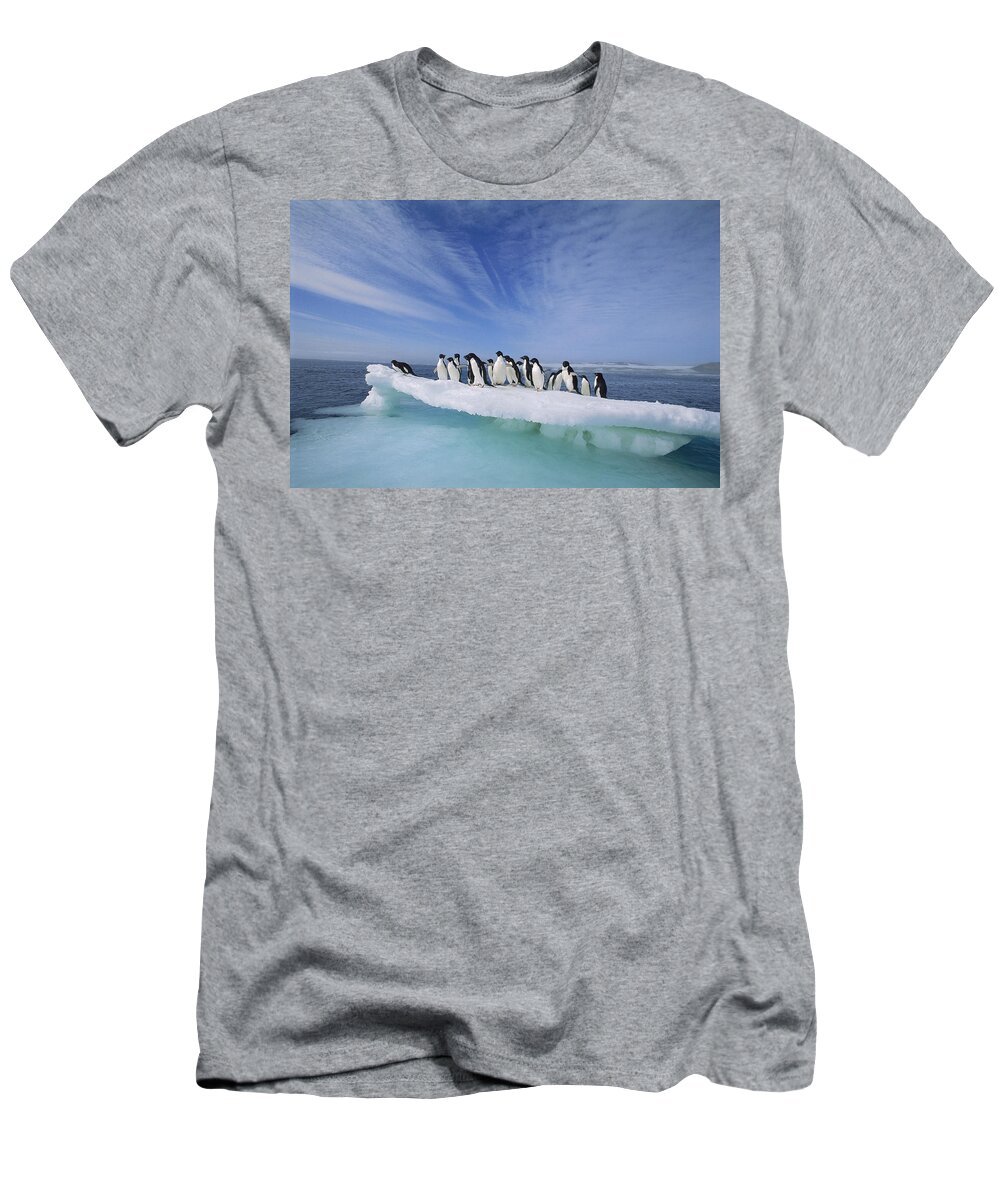 Mp T-Shirt featuring the photograph Adelie Penguin Pygoscelis Adeliae Group #4 by Tui De Roy