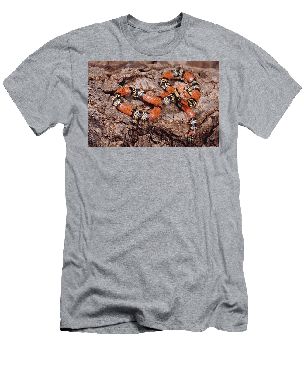 Mp T-Shirt featuring the photograph Aquatic Coral Snake Micrurus by Claus Meyer