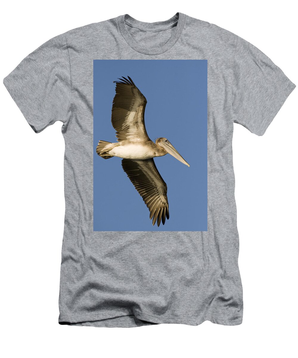 00429755 T-Shirt featuring the photograph Brown Pelican Juvenile Flying Santa by Sebastian Kennerknecht