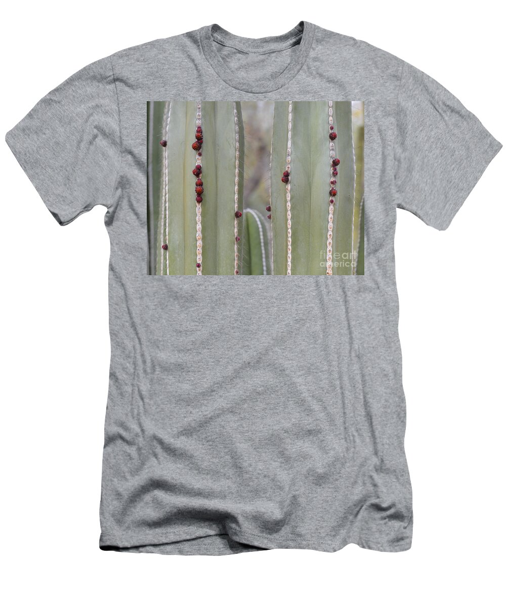 Cactus T-Shirt featuring the photograph Cactus Buds by Rebecca Margraf