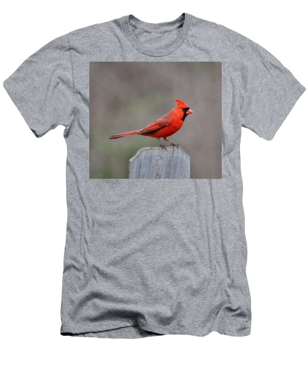 Cardinal T-Shirt featuring the photograph Cardinal 1 by Todd Hostetter