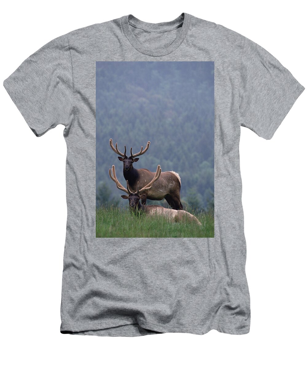 Mp T-Shirt featuring the photograph Elk Cervus Elaphus Pair, One Resting by Gerry Ellis