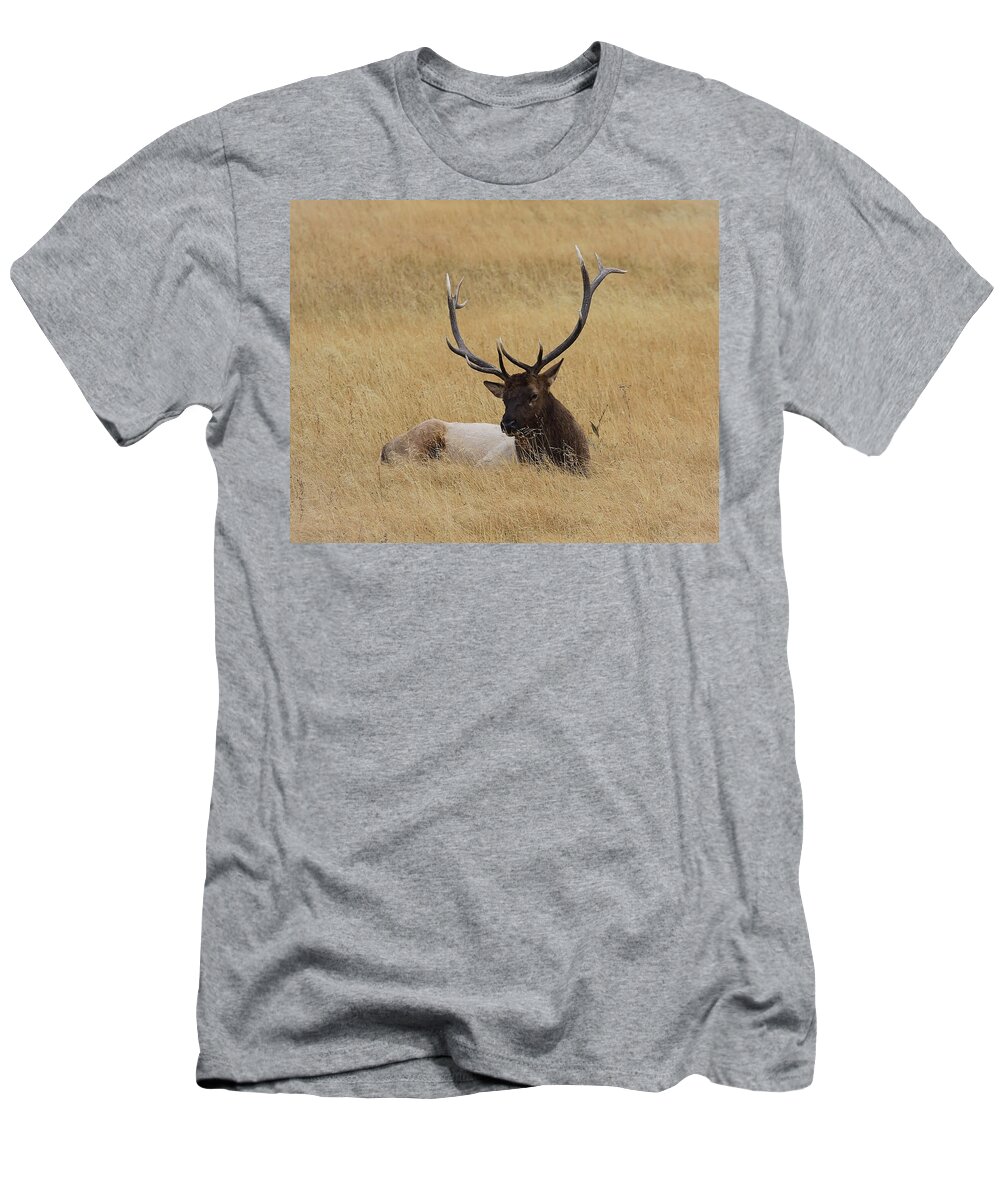 Prairie T-Shirt featuring the photograph Elk In The Meadow by Steve McKinzie