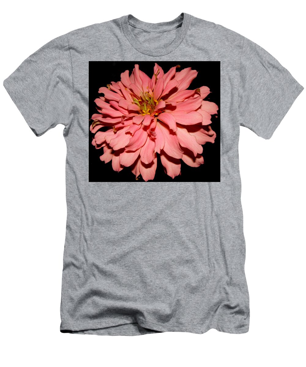 Zinnia T-Shirt featuring the photograph Even At Night She Shows Beauty by Kim Galluzzo