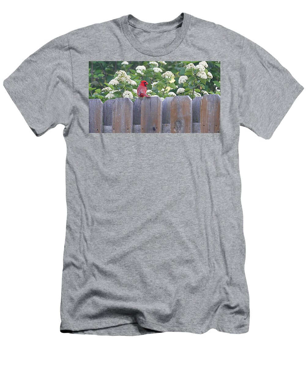 Cardinal T-Shirt featuring the photograph Fence Top by Elizabeth Winter