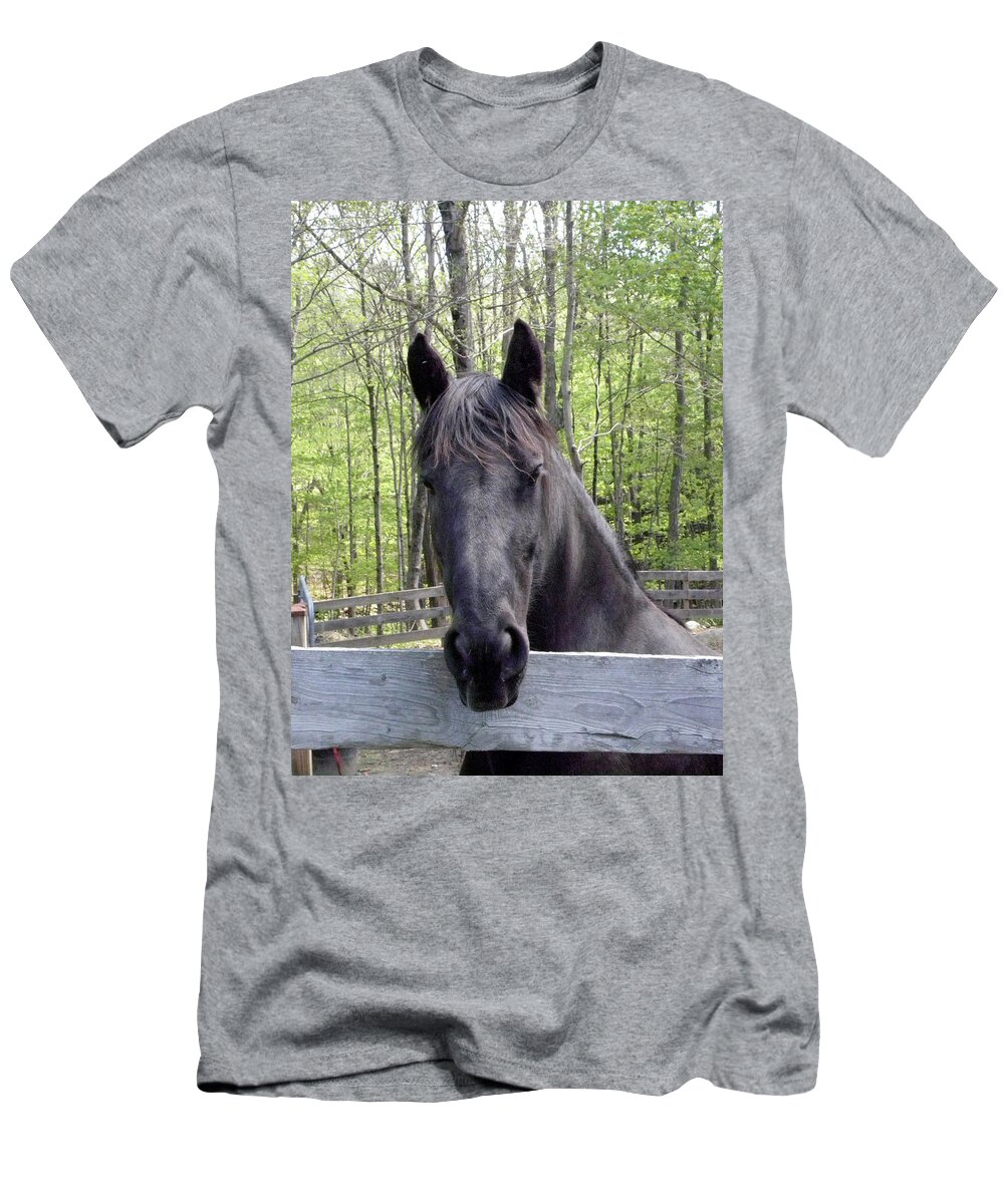 Friesian Horse T-Shirt featuring the photograph Friesian alert by Kim Galluzzo Wozniak