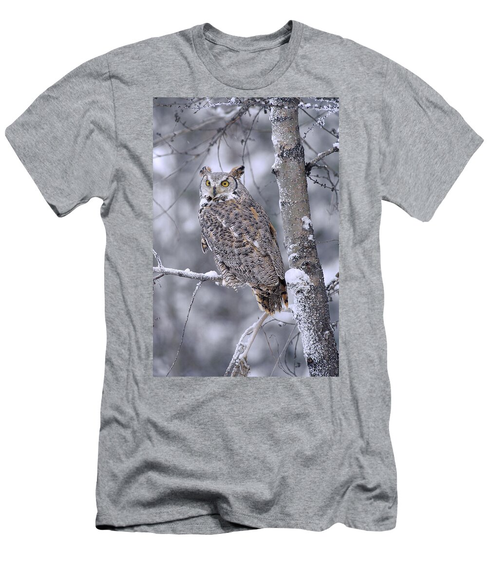 00170557 T-Shirt featuring the photograph Great Horned Owl Perched In Tree Dusted by Tim Fitzharris