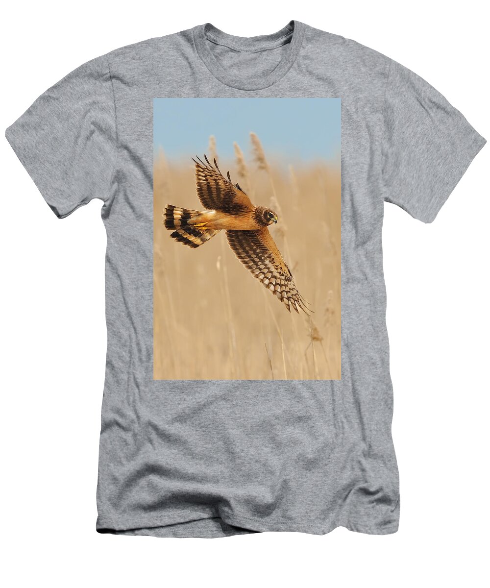 Harrier T-Shirt featuring the photograph Harrier Over Golden Grass by William Jobes