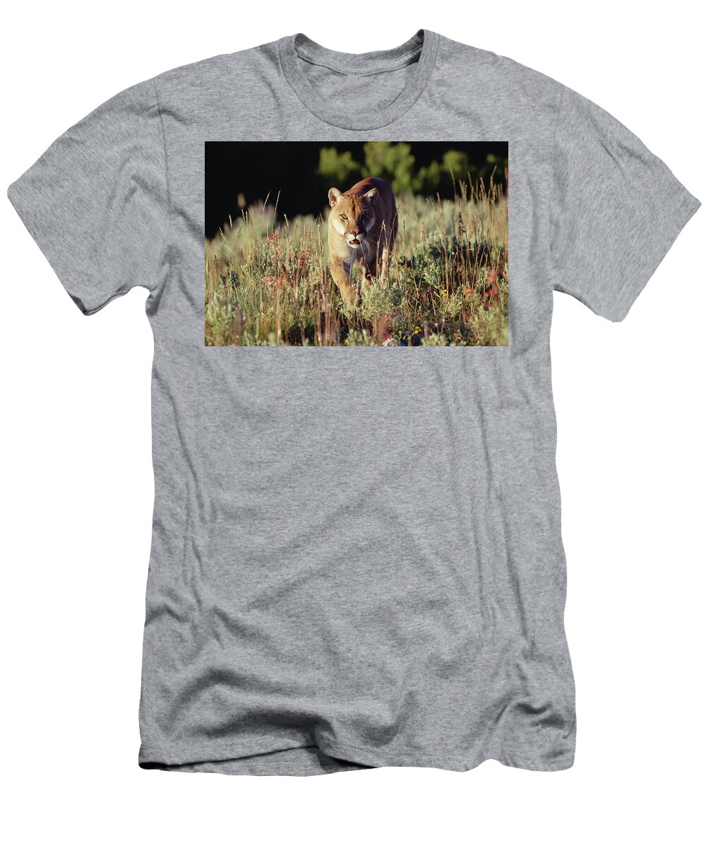 Mp T-Shirt featuring the photograph Mountain Lion Puma Concolor Walking by Tim Fitzharris