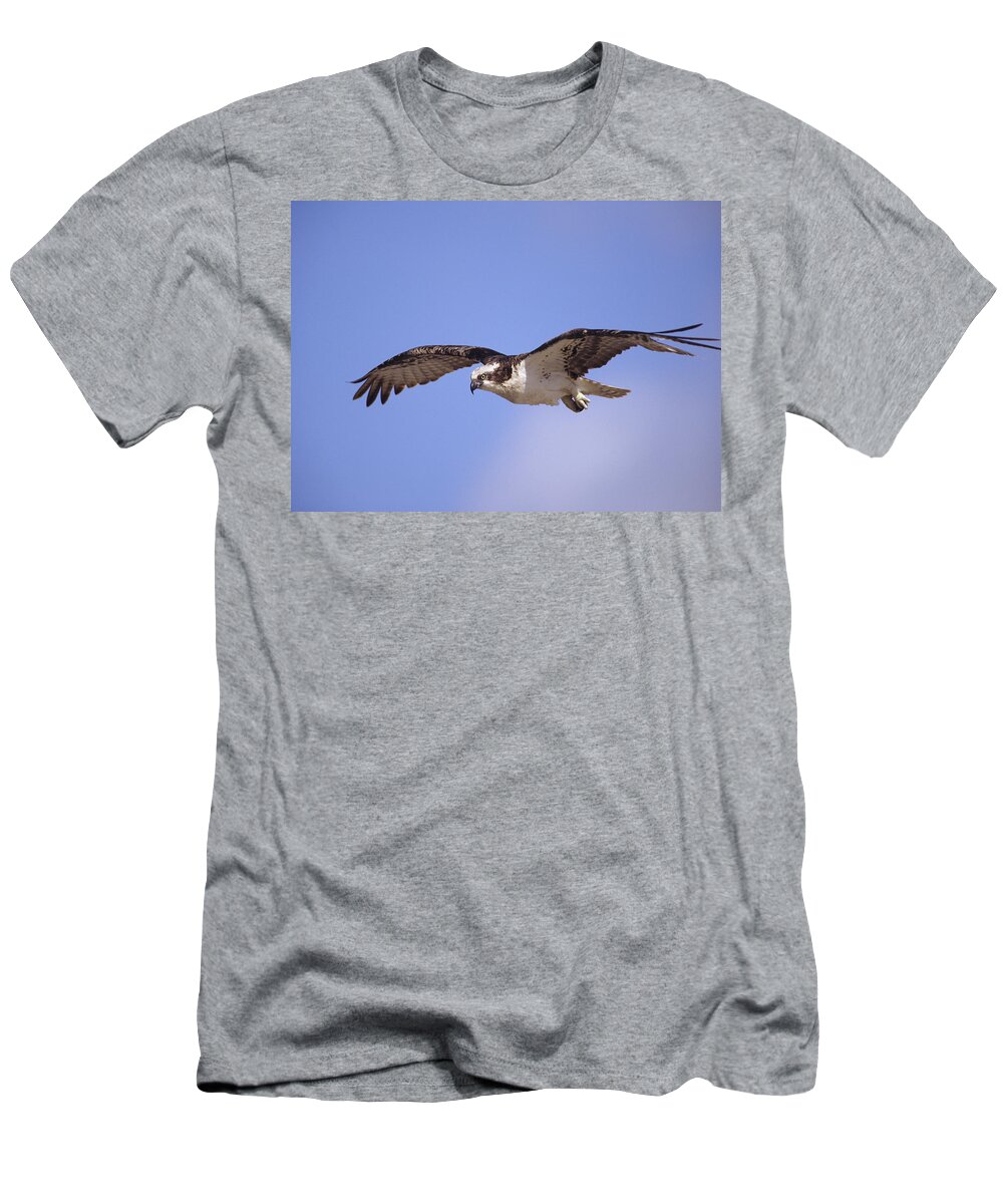 00176575 T-Shirt featuring the photograph Osprey Flying North America by Tim Fitzharris
