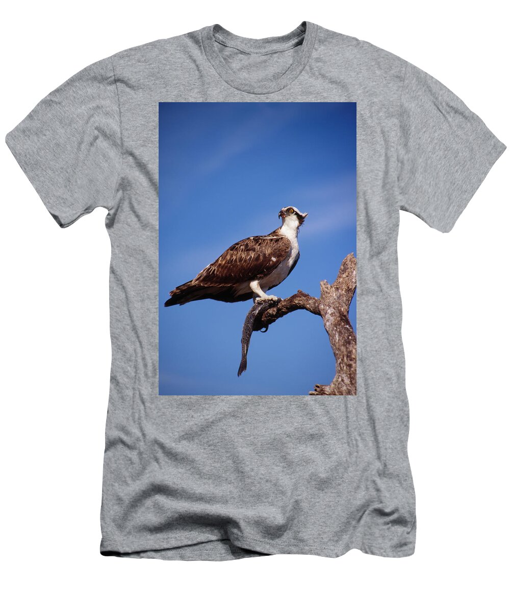 Osprey T-Shirt featuring the photograph Osprey with fish by Bradford Martin