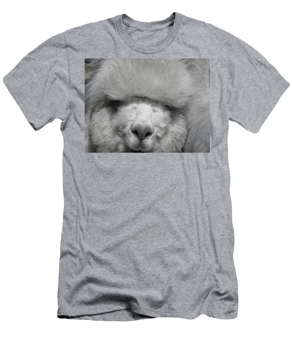 Alpaca T-Shirt featuring the photograph Powder Puff Peruvian by Kim Galluzzo Wozniak