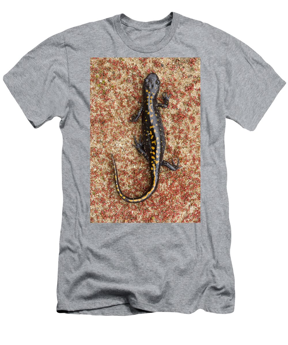 00429673 T-Shirt featuring the photograph Santa Cruz Long Toed Salamander Aptos by Sebastian Kennerknecht