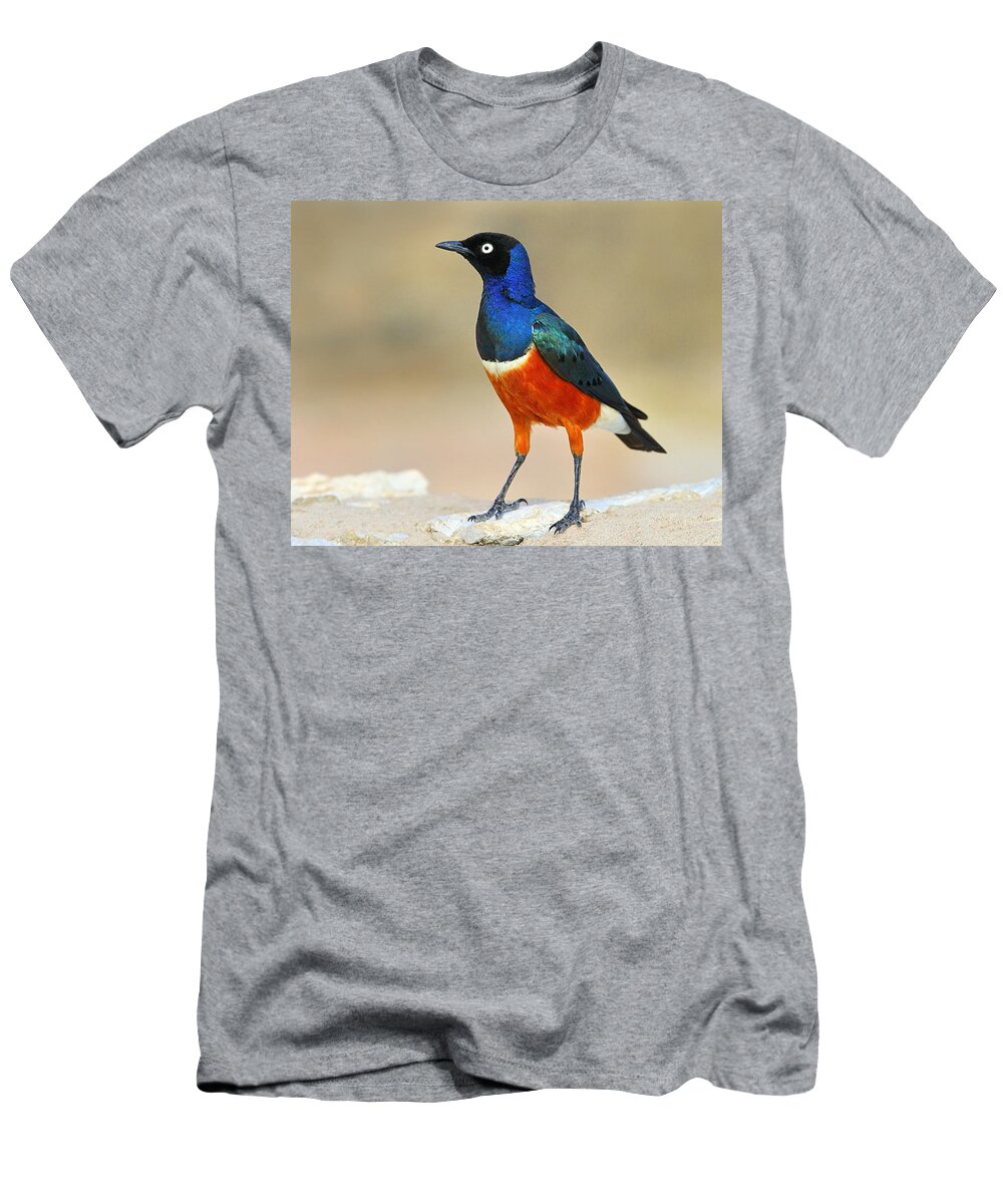 Superb Starling T-Shirt featuring the photograph Superb by Tony Beck