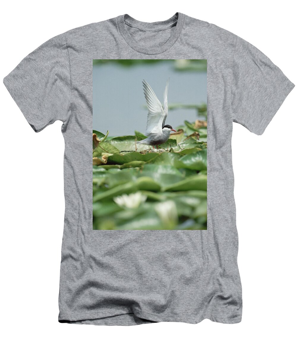 Mp T-Shirt featuring the photograph Whiskered Tern Chlidonias Hybridus by Konrad Wothe