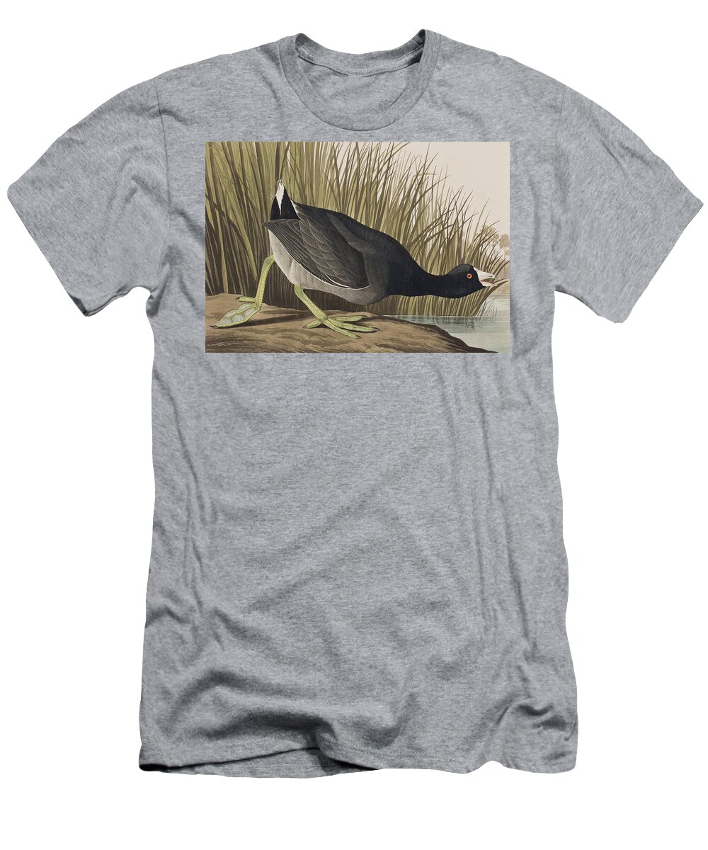 Coot T-Shirt featuring the painting American Coot by John James Audubon