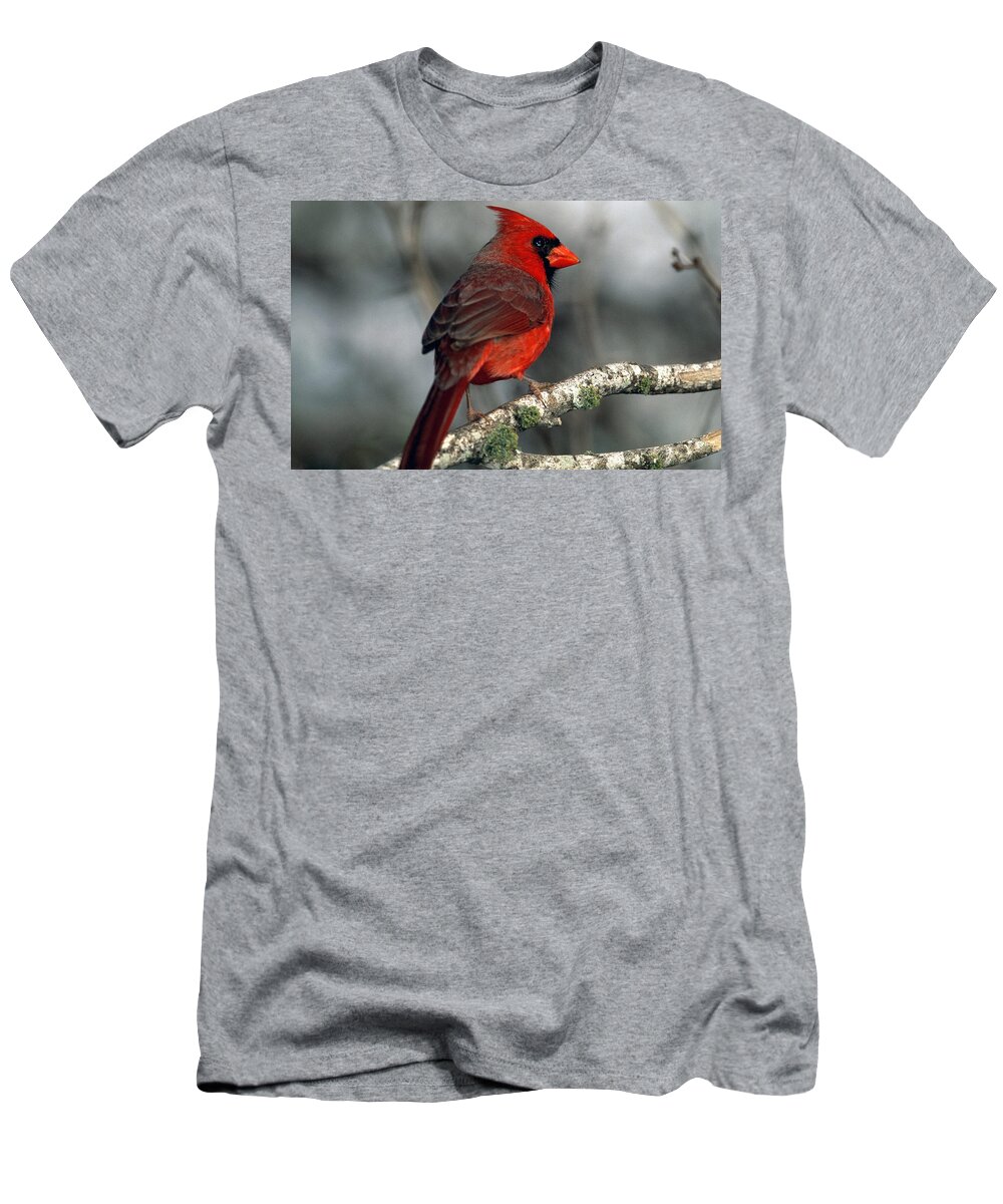 Cardinal T-Shirt featuring the photograph Cardinal #1 by Jackie Russo