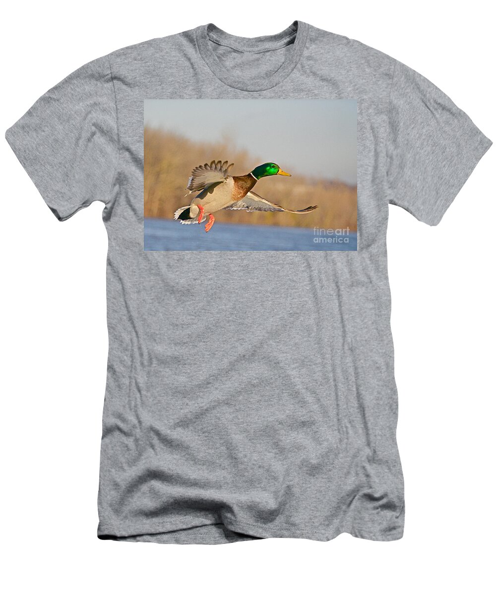 Mallard T-Shirt featuring the photograph Fly By by Robert Pearson
