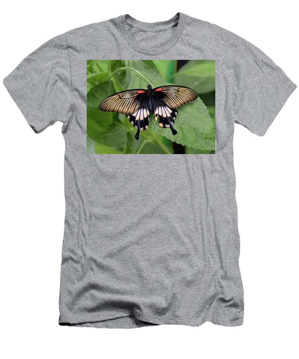 Great Mormon Butterfly T-Shirt featuring the photograph Great Mormon Butterfly #2 by Ronda Ryan