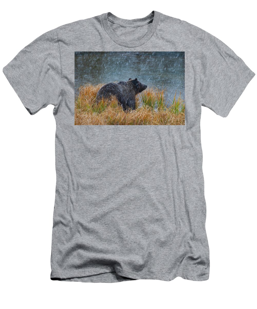 Mark Miller Photos T-Shirt featuring the photograph Grizzly in Falling Snow by Mark Miller