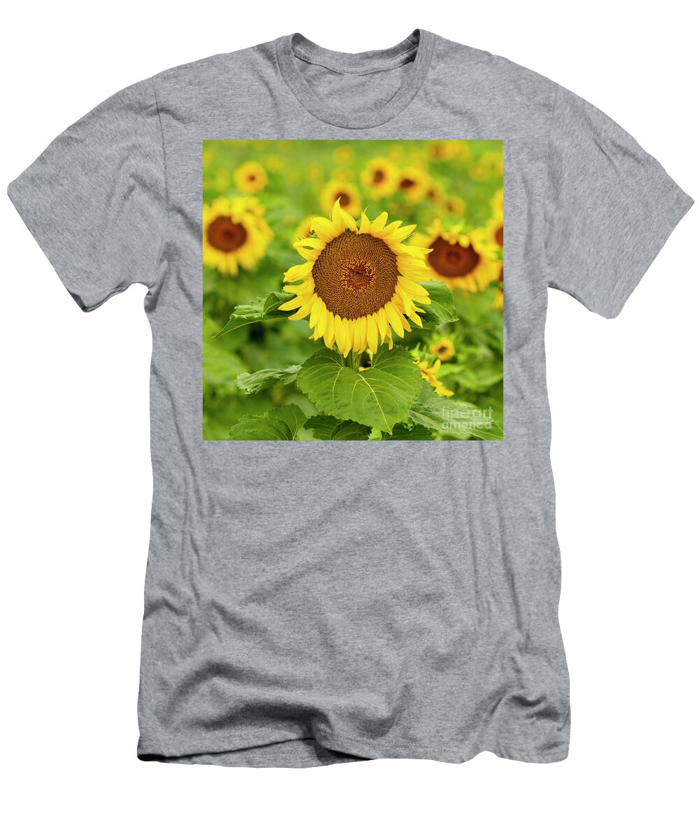 Sunflower T-Shirt featuring the photograph Sunflower #1 by Ronda Kimbrow