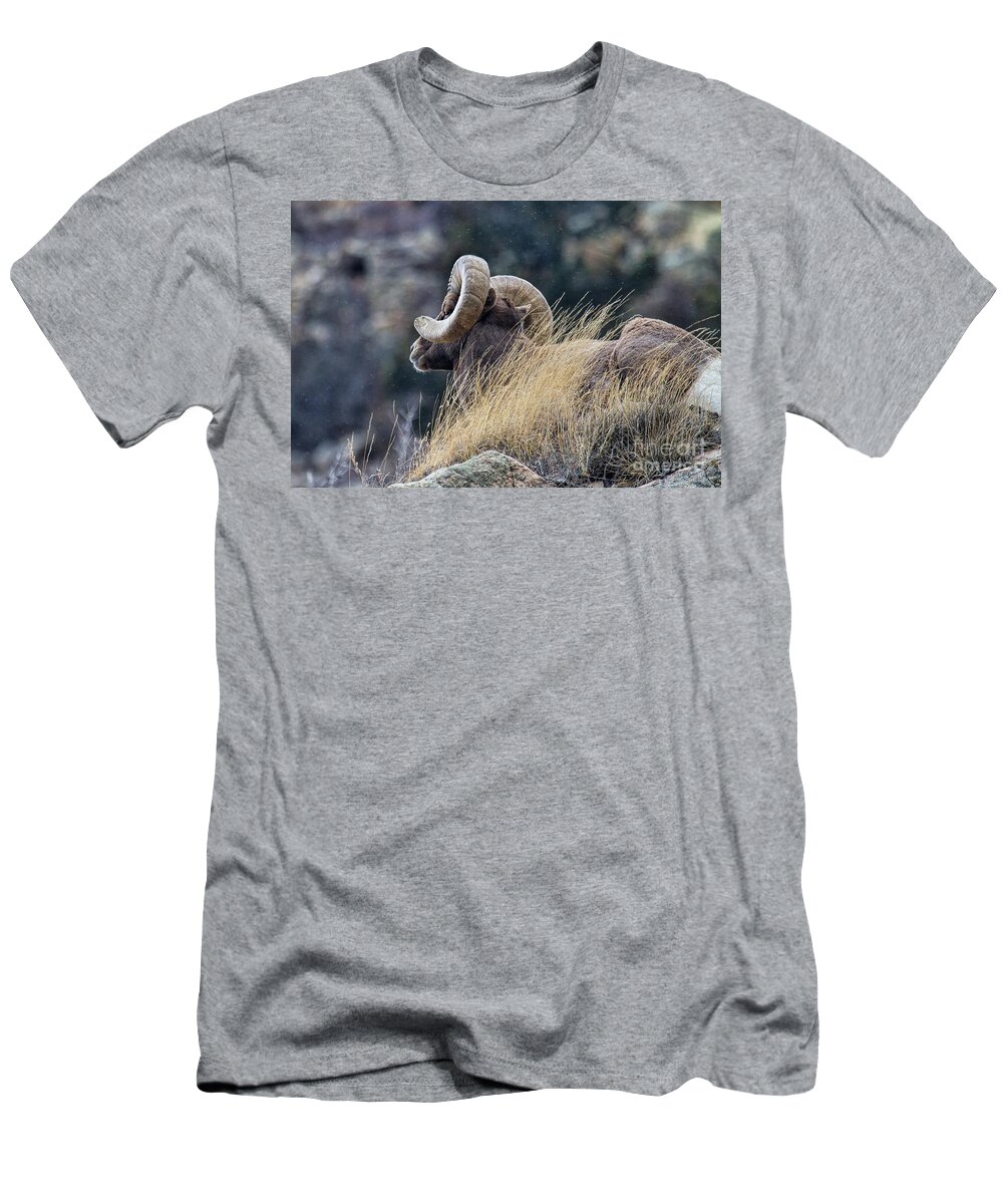 In Focus T-Shirt featuring the photograph The Watchman by Jim Garrison