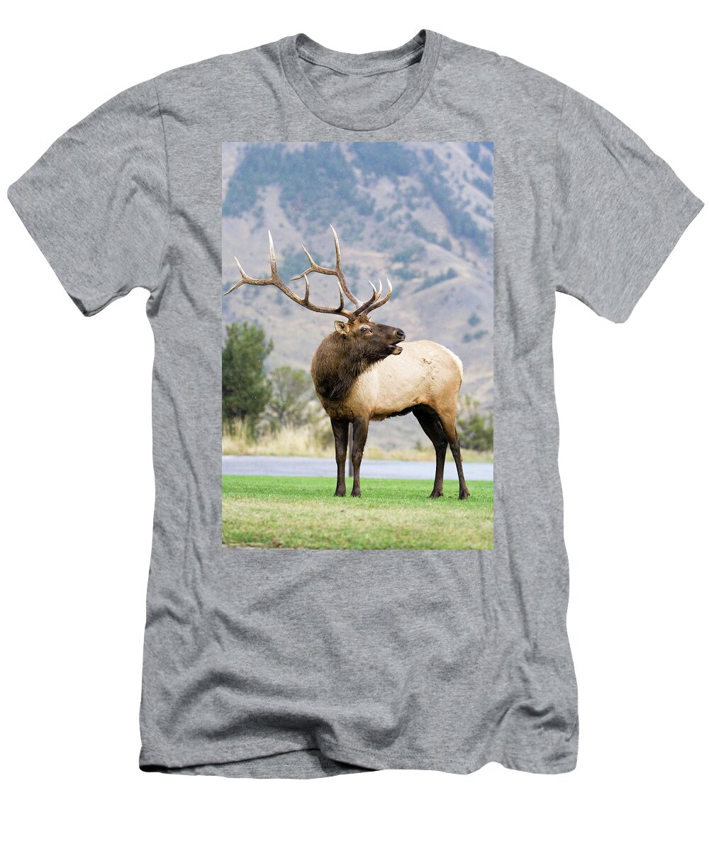 Elk T-Shirt featuring the photograph Bull Elk by Wesley Aston