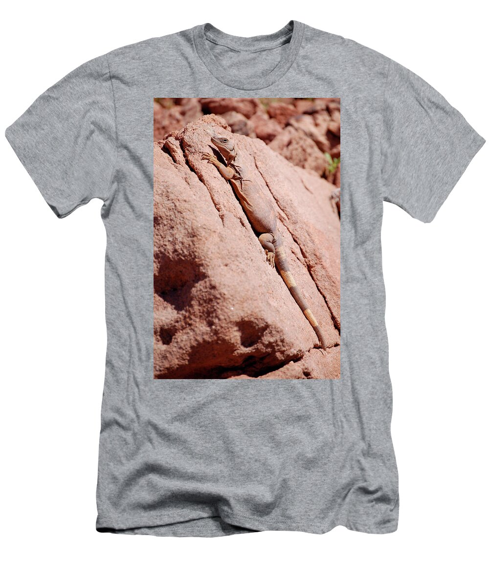 Chuckwalla T-Shirt featuring the photograph Chuckwalla, Sauromalus ater #2 by Breck Bartholomew