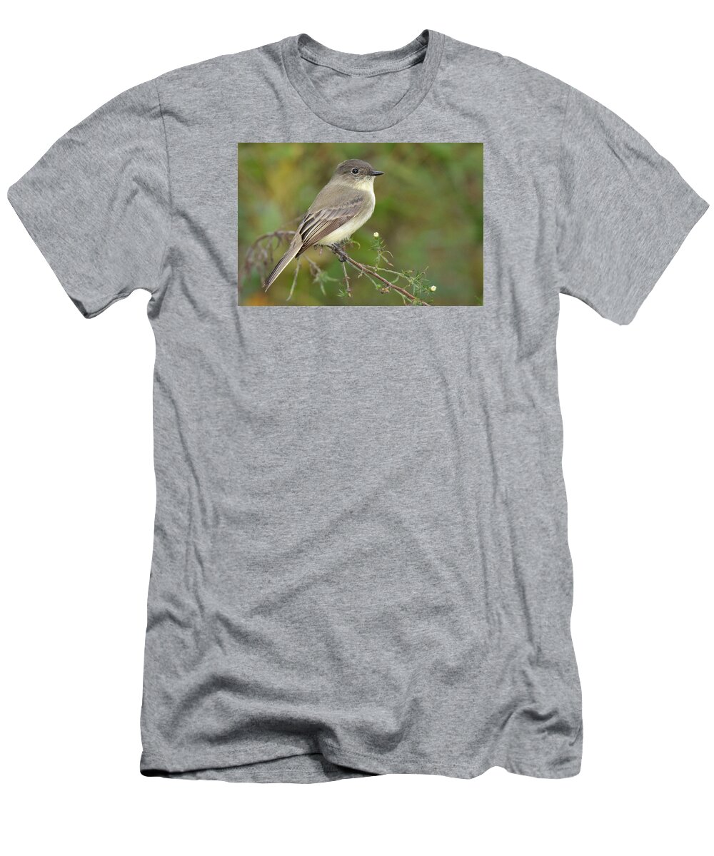 Bird T-Shirt featuring the photograph Eastern Phoebe #2 by Alan Lenk