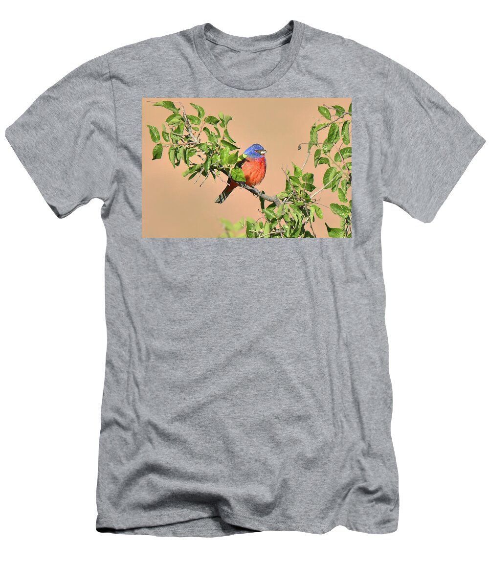 Bird T-Shirt featuring the photograph Painted Bunting #2 by Alan Lenk
