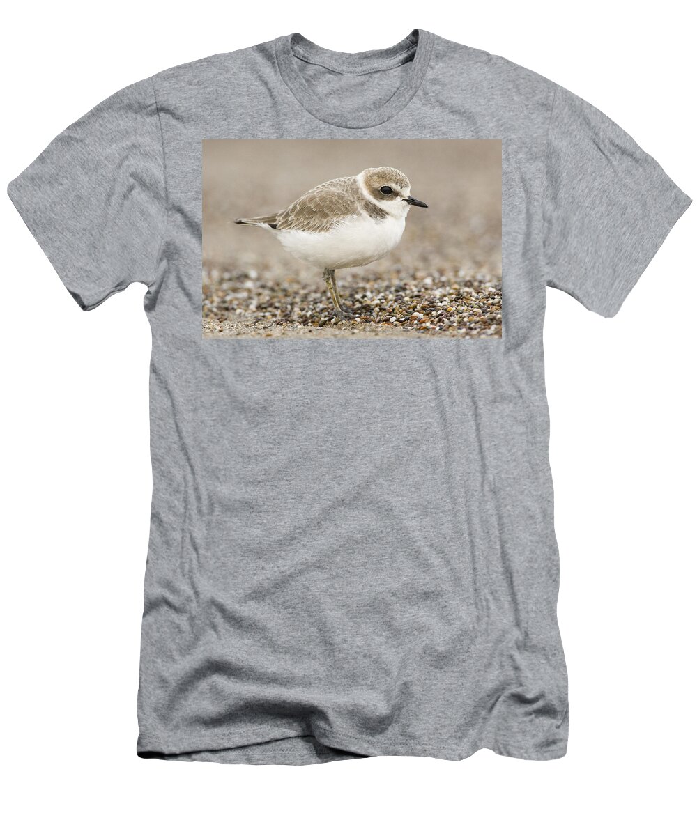 00429790 T-Shirt featuring the photograph Snowy Plover In Winter Plumage Point #2 by Sebastian Kennerknecht