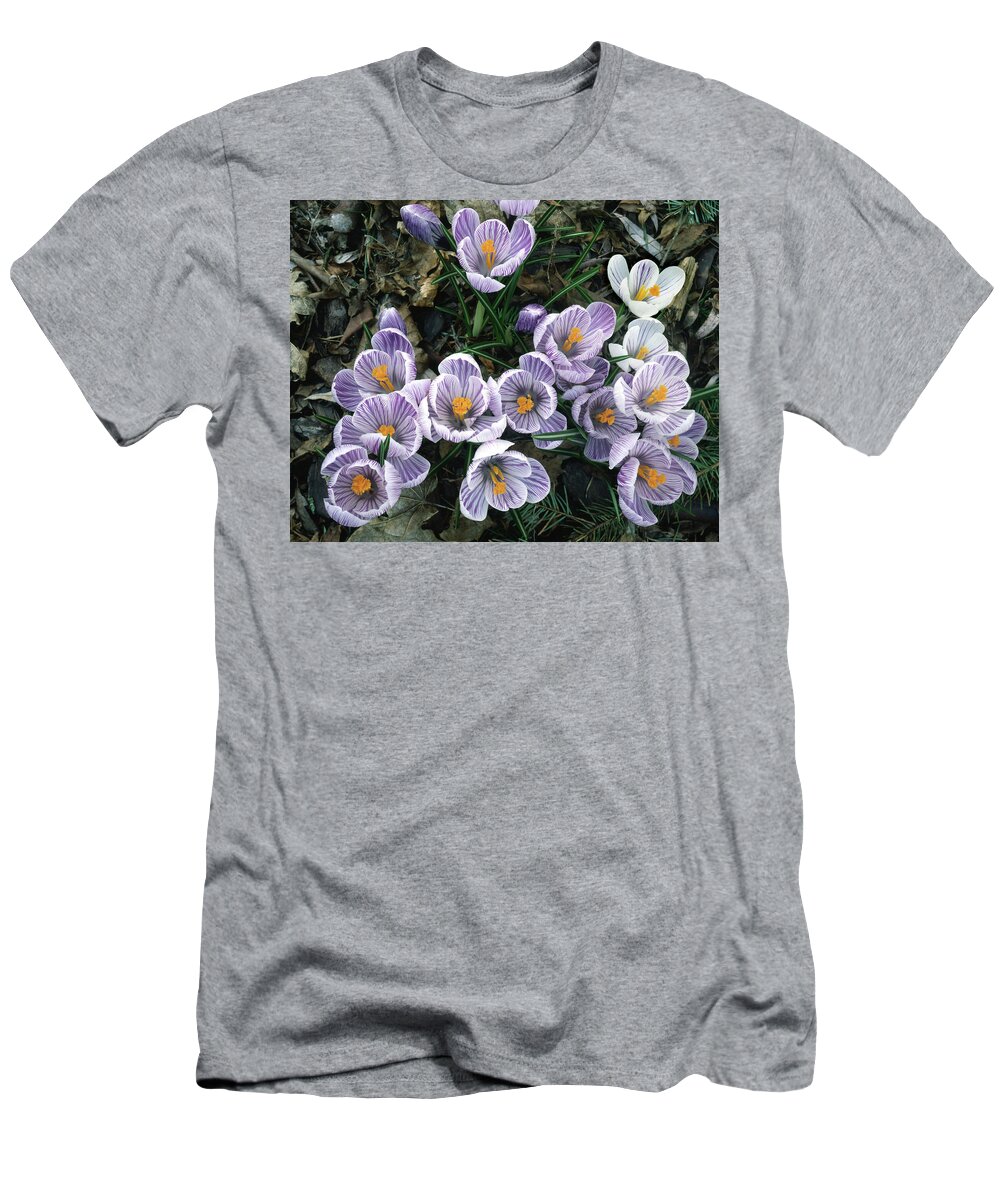 Crocus T-Shirt featuring the photograph 2A4X42 Crocuses in Our Garden by Ed Cooper Photography