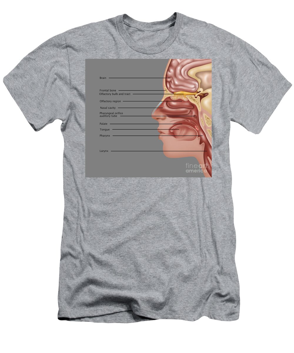 Illustration T-Shirt featuring the photograph Anatomy Of Smell, Illustration #3 by Gwen Shockey