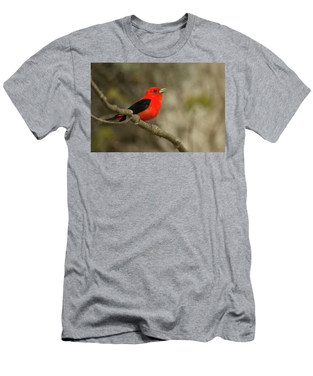 Bird T-Shirt featuring the photograph Scarlet Tanager #3 by Alan Lenk