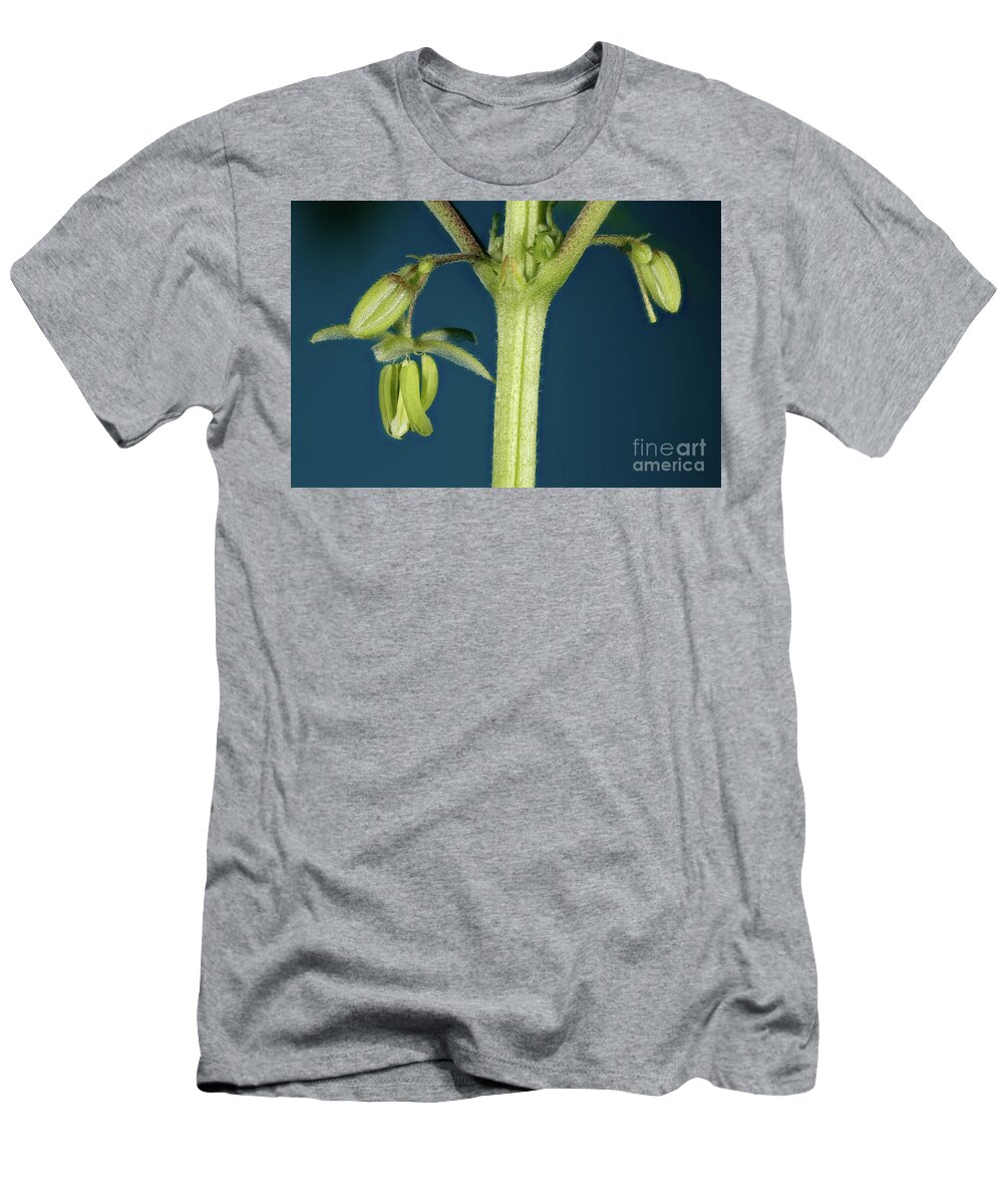 Alternative Medicine T-Shirt featuring the photograph Male Flower of Cannabis Plant #4 by Ted Kinsman