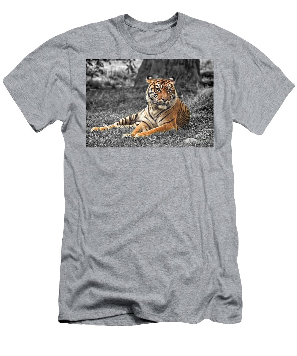 Large Tiger Approaching T-Shirt featuring the photograph A Tiger Relaxing on a Cool Afternoon II by Jim Fitzpatrick