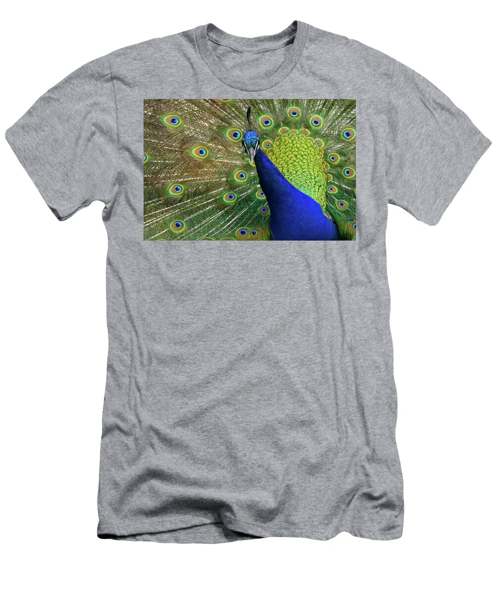 Peacock T-Shirt featuring the photograph Admiration by Evelyn Tambour
