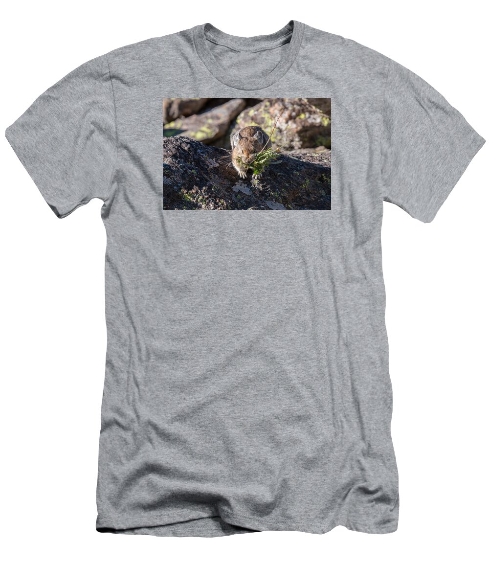 Pika T-Shirt featuring the photograph American Pika Returns with Nesting Material by Tony Hake