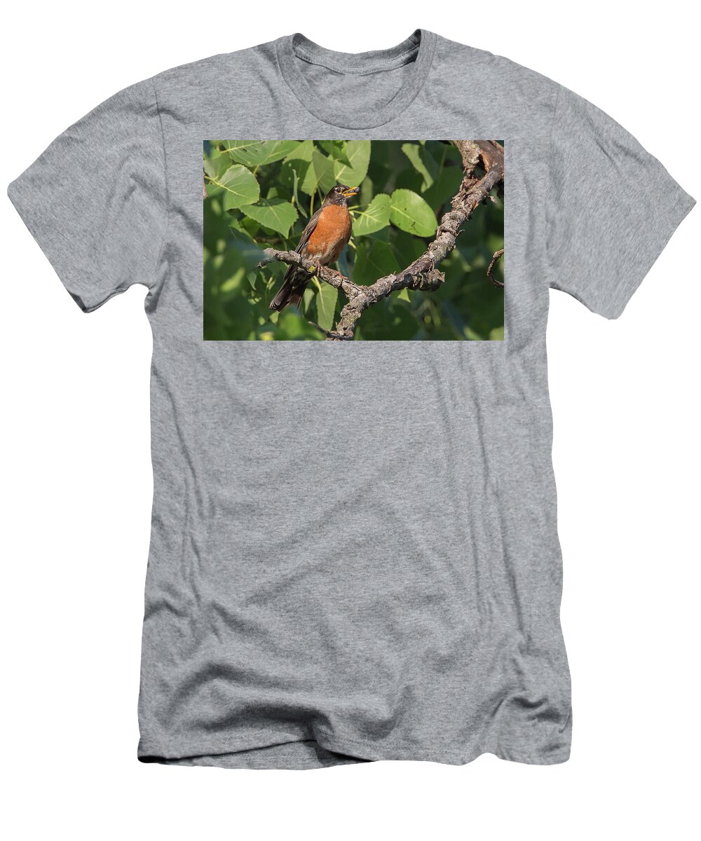 Ronnie Maum T-Shirt featuring the photograph American Robin by Ronnie Maum