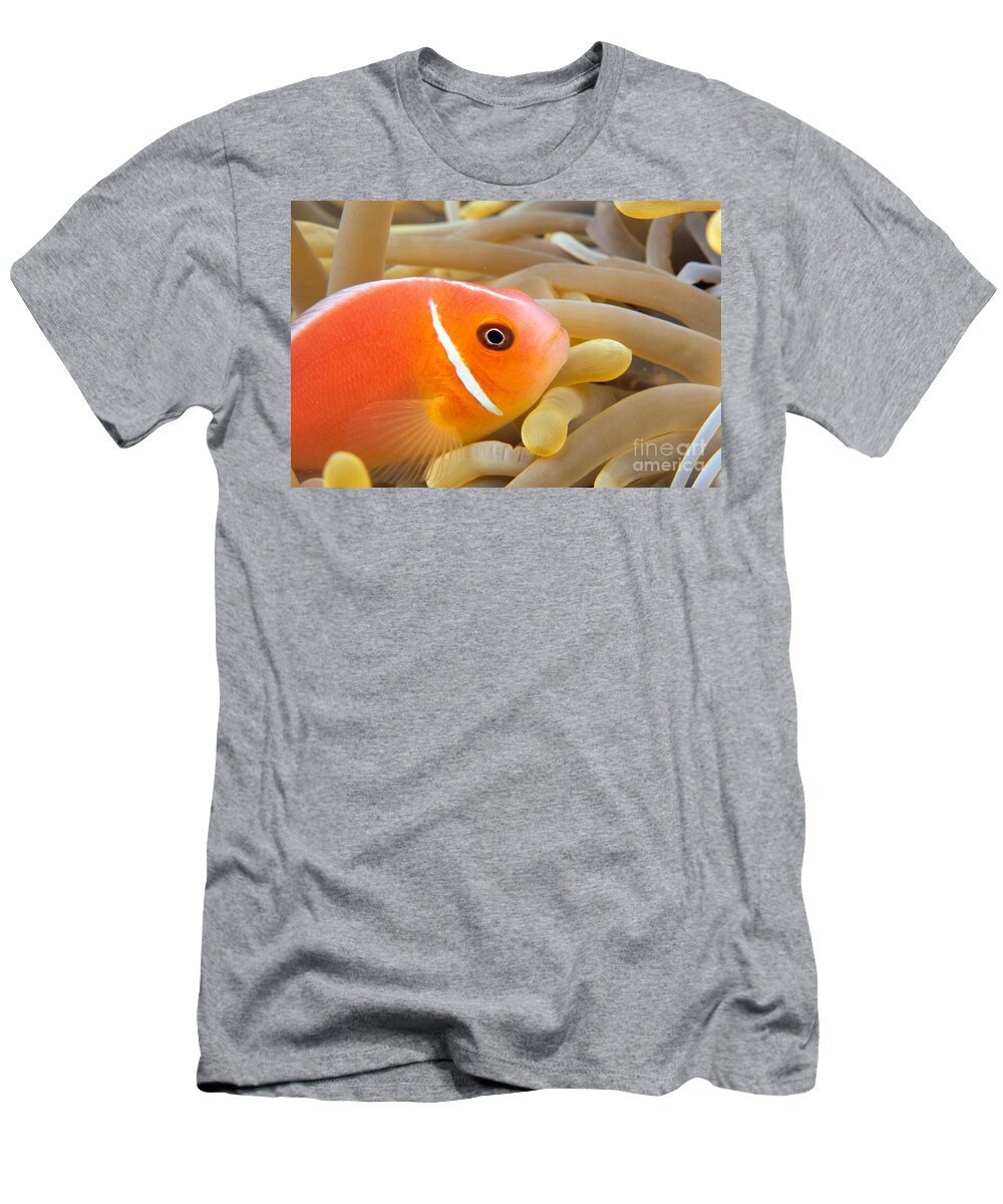 Amphiprion T-Shirt featuring the photograph Anemonefish by Dave Fleetham - Printscapes