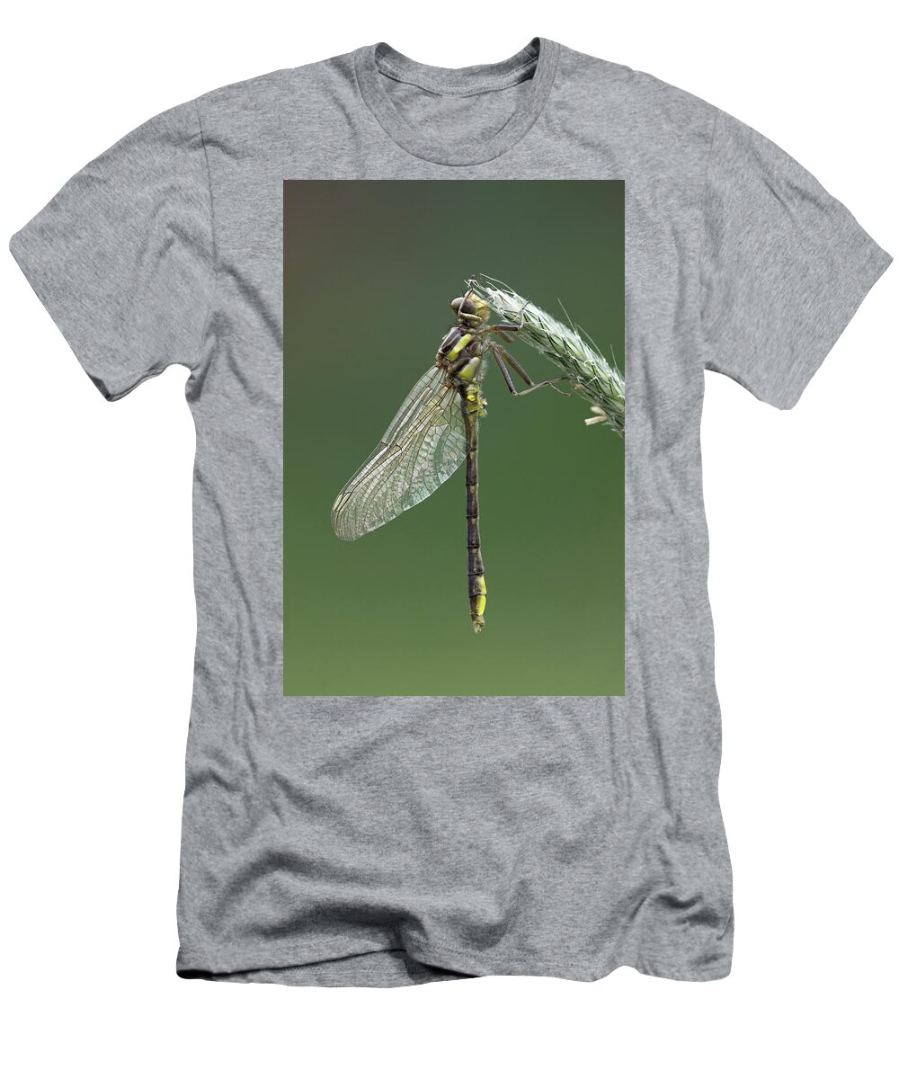 Gomphidae T-Shirt featuring the photograph Ashy or Dusky Clubtail by Jim Zablotny