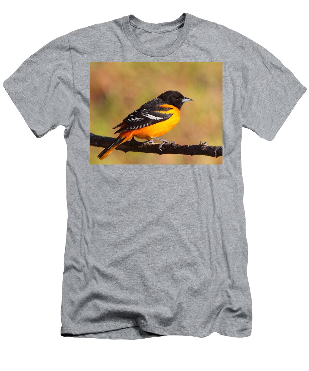 Oriole T-Shirt featuring the photograph Baltimore Oriole III by Bruce J Robinson