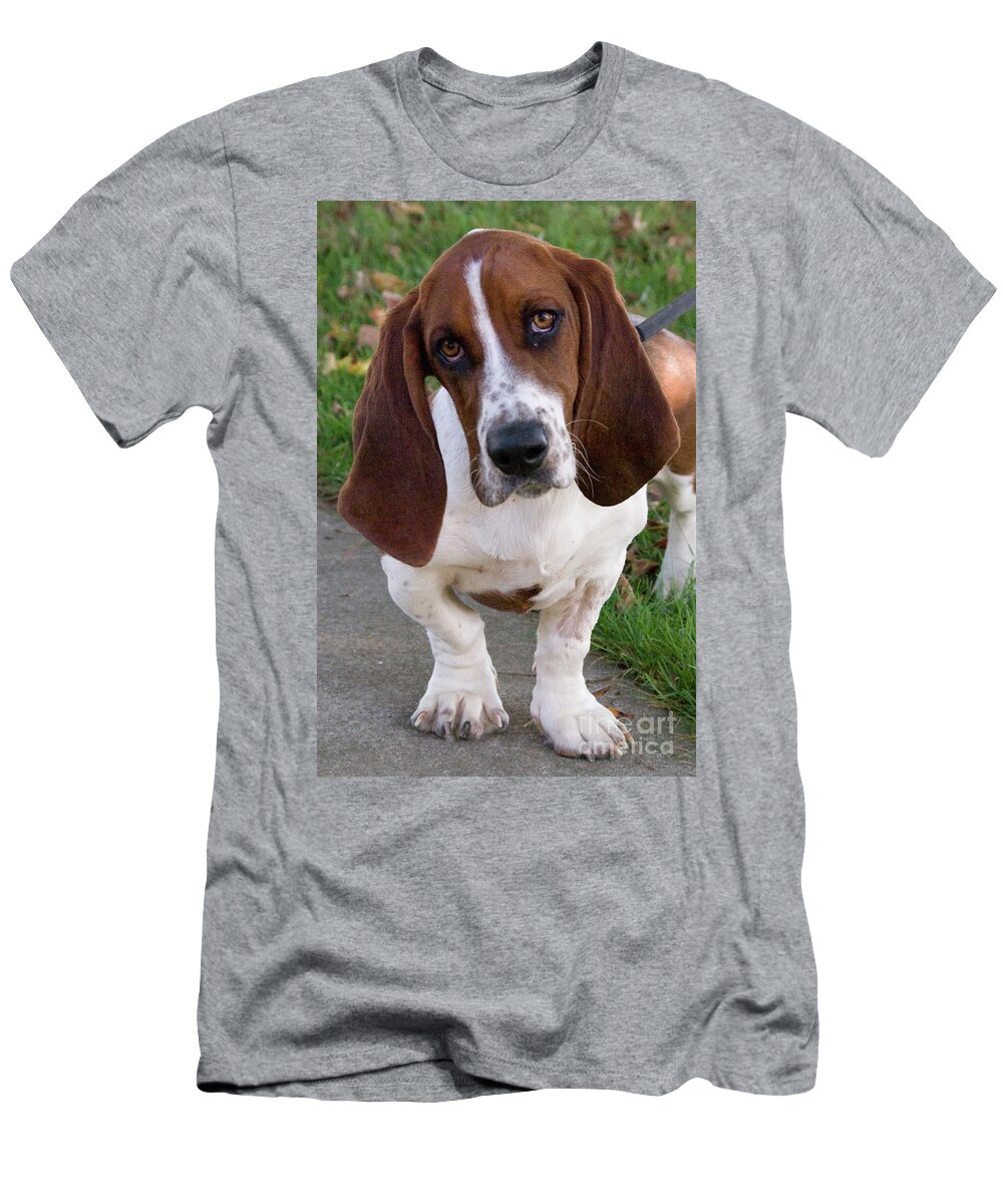 Basset T-Shirt featuring the photograph Basset Hound by Jim And Emily Bush