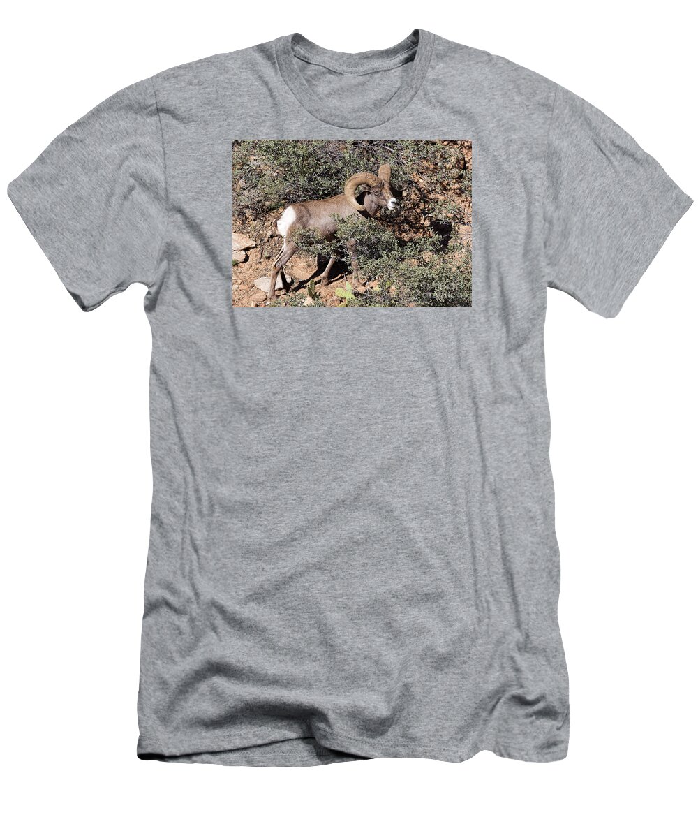 Bighorn Sheep T-Shirt featuring the photograph Bighorn Ram by Richard Lynch