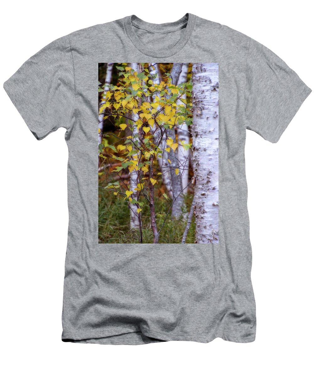 Photography T-Shirt featuring the digital art Birch in Autumn by Terry Davis