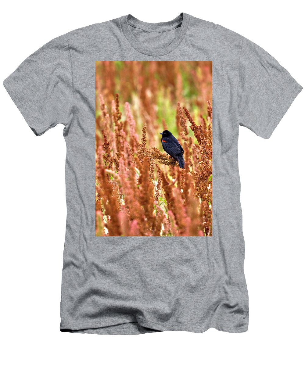 Agelaius Phoeniceus T-Shirt featuring the photograph Blackbird by Paul Riedinger