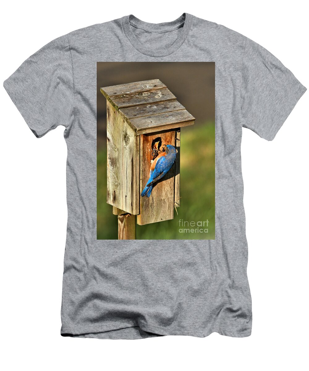 Bluebirds T-Shirt featuring the photograph Open Wide by Adam Jewell