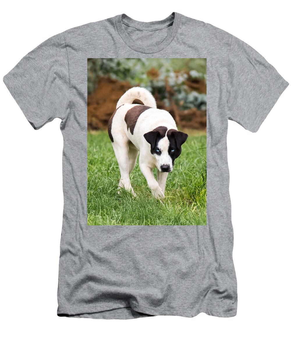 Blue Eyed Dog T-Shirt featuring the photograph Blue Eyed Dog by Holden The Moment